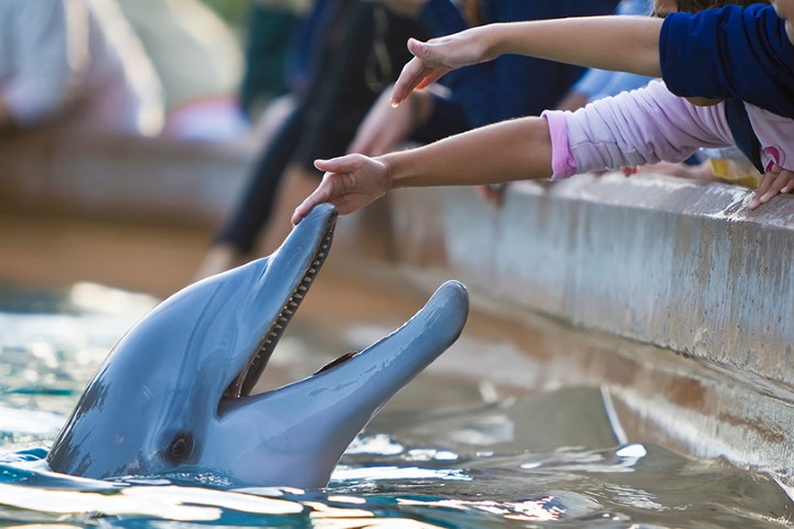 Dolphin Aquarium