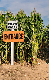 Corn Maze